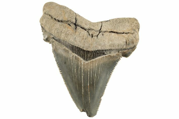 Serrated Angustidens Tooth - Megalodon Ancestor #202398